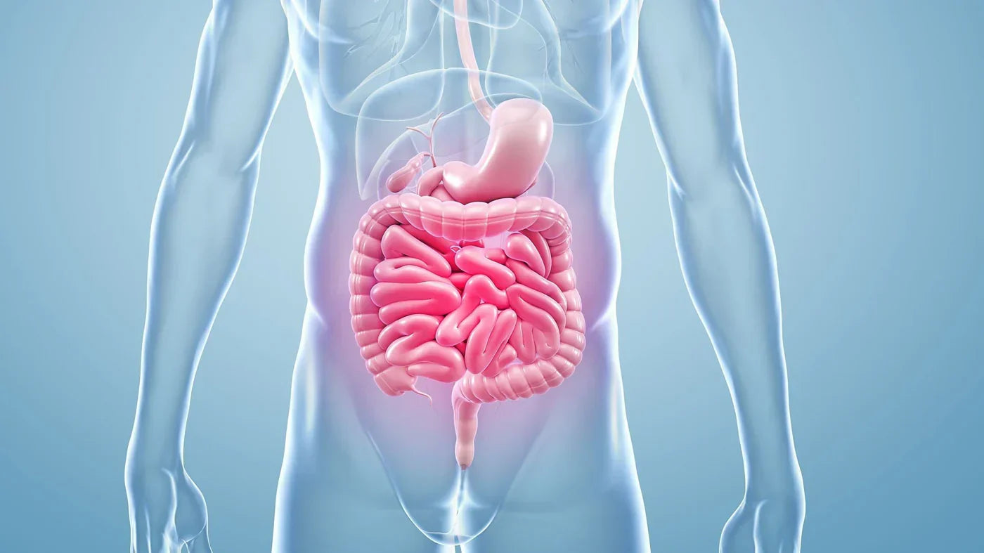 Mundens sundhed og inflammatoriske tarmsygdomme: Sammenhæng og behandling