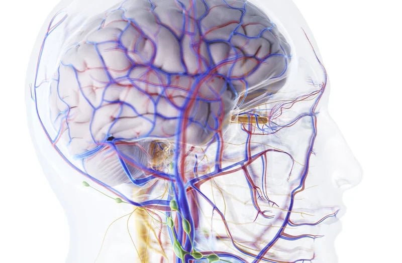 Mundbakterier og hjernesundhed - hvad forbinder dem?