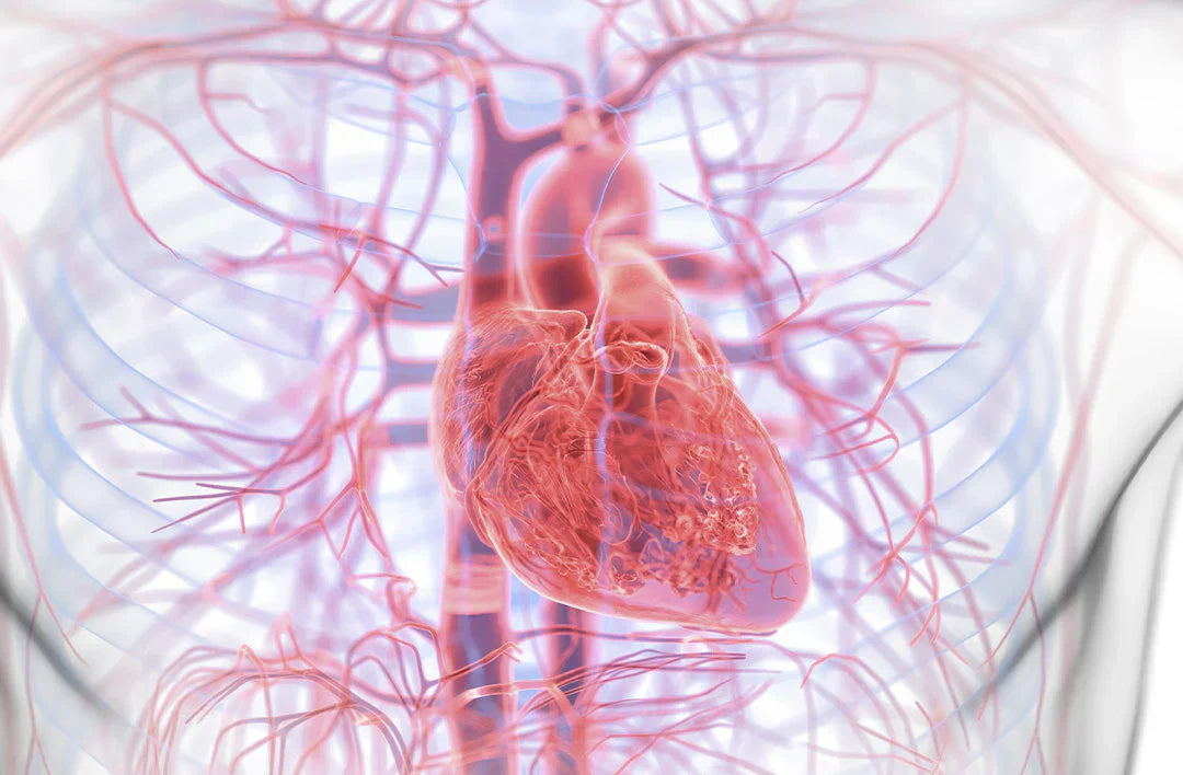 Ny forskning: Kan en blodprop i hjertet være en infektionssygdom?